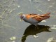 menorca_walking_birds_polluela_bastarda_little_crake_porzana parva